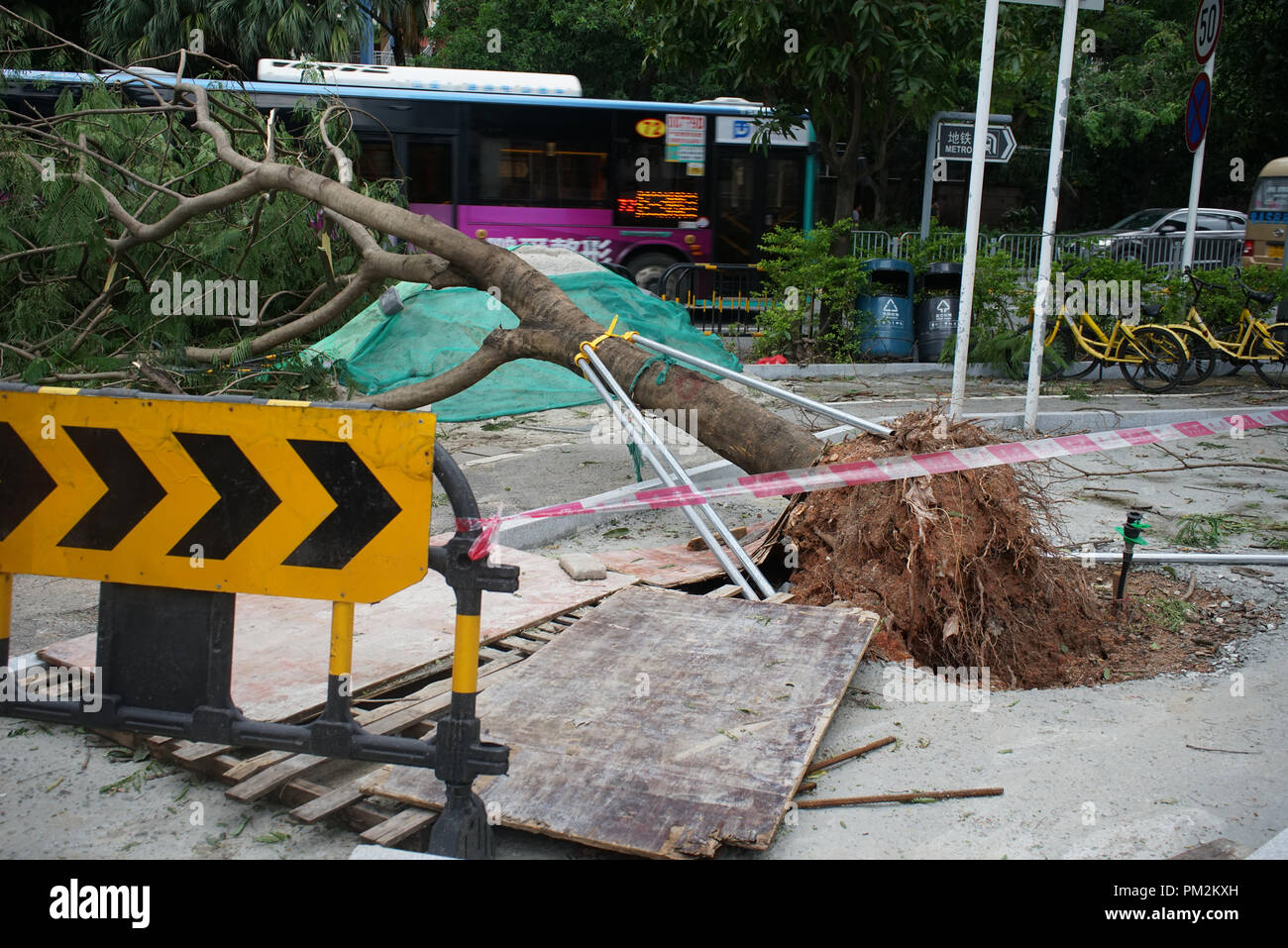 Albero caduto cordoned come Typhoon Mangkhut hits Shenzhen, nella provincia di Guangdong in Cina meridionale. Foto Stock