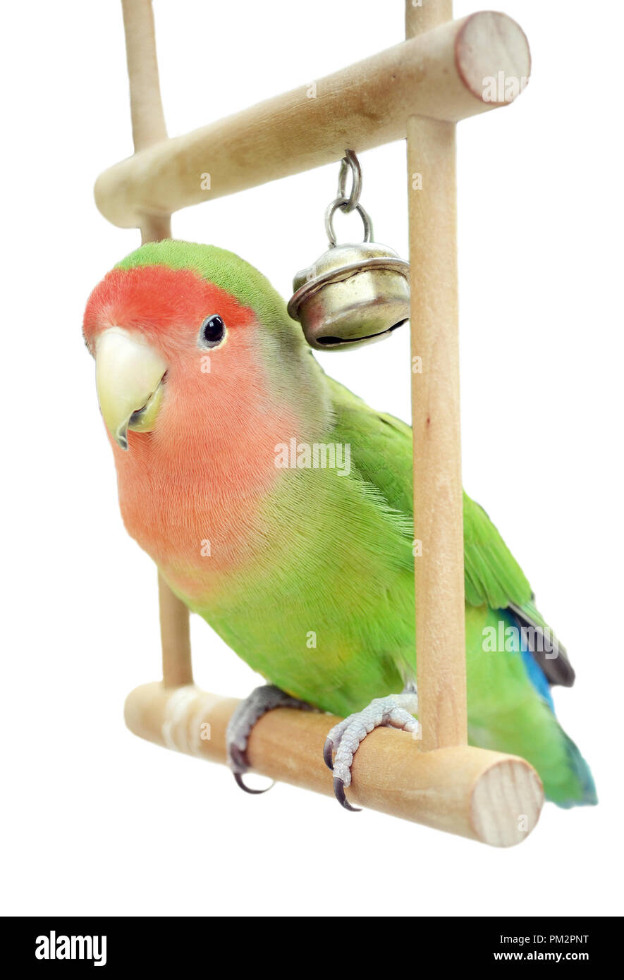 Peach-facce lovebird seduto su uno swing Foto Stock