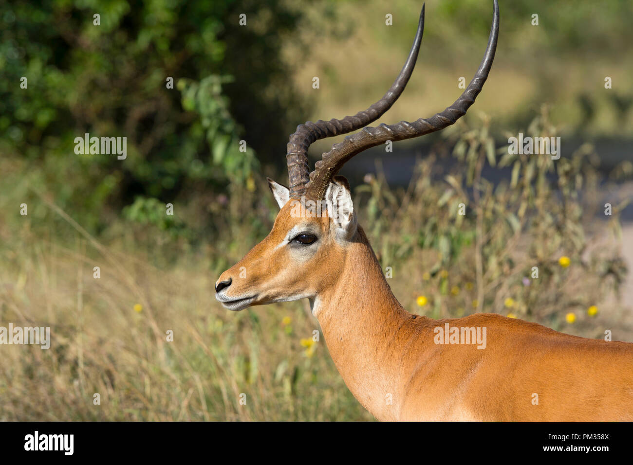 Impala (Aepyceros melampus), Ram, Impala maschio Foto Stock