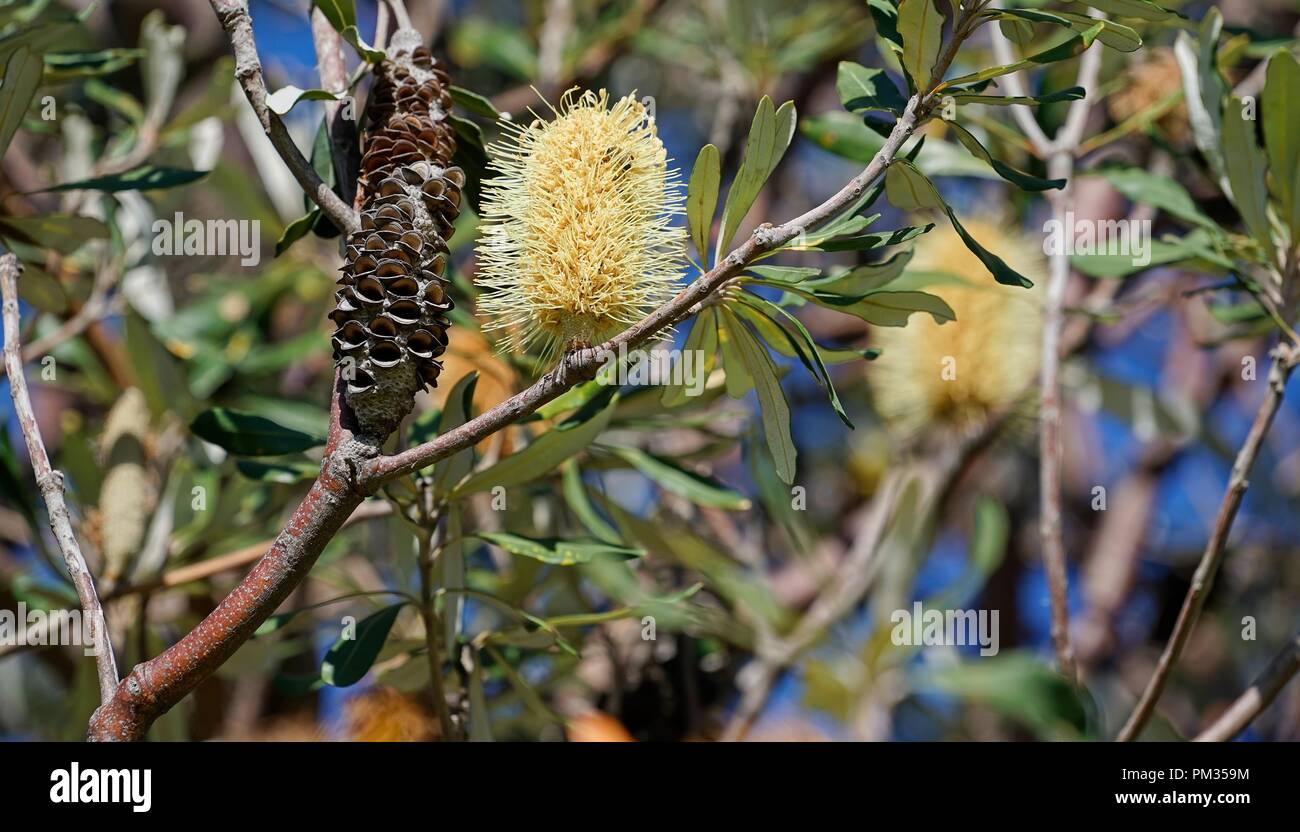 Banksia coni e fiori, closeup, circondato da foglie e rami. Nativo di una pianta australiana. Foto Stock
