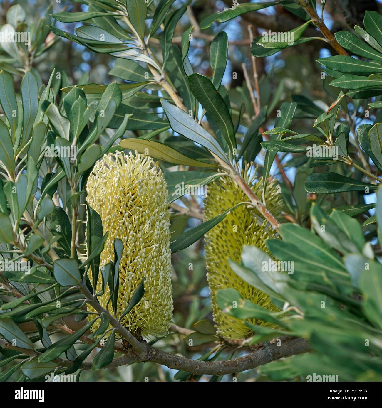 Banksia fiori, nativo di una pianta australiana. Foto Stock
