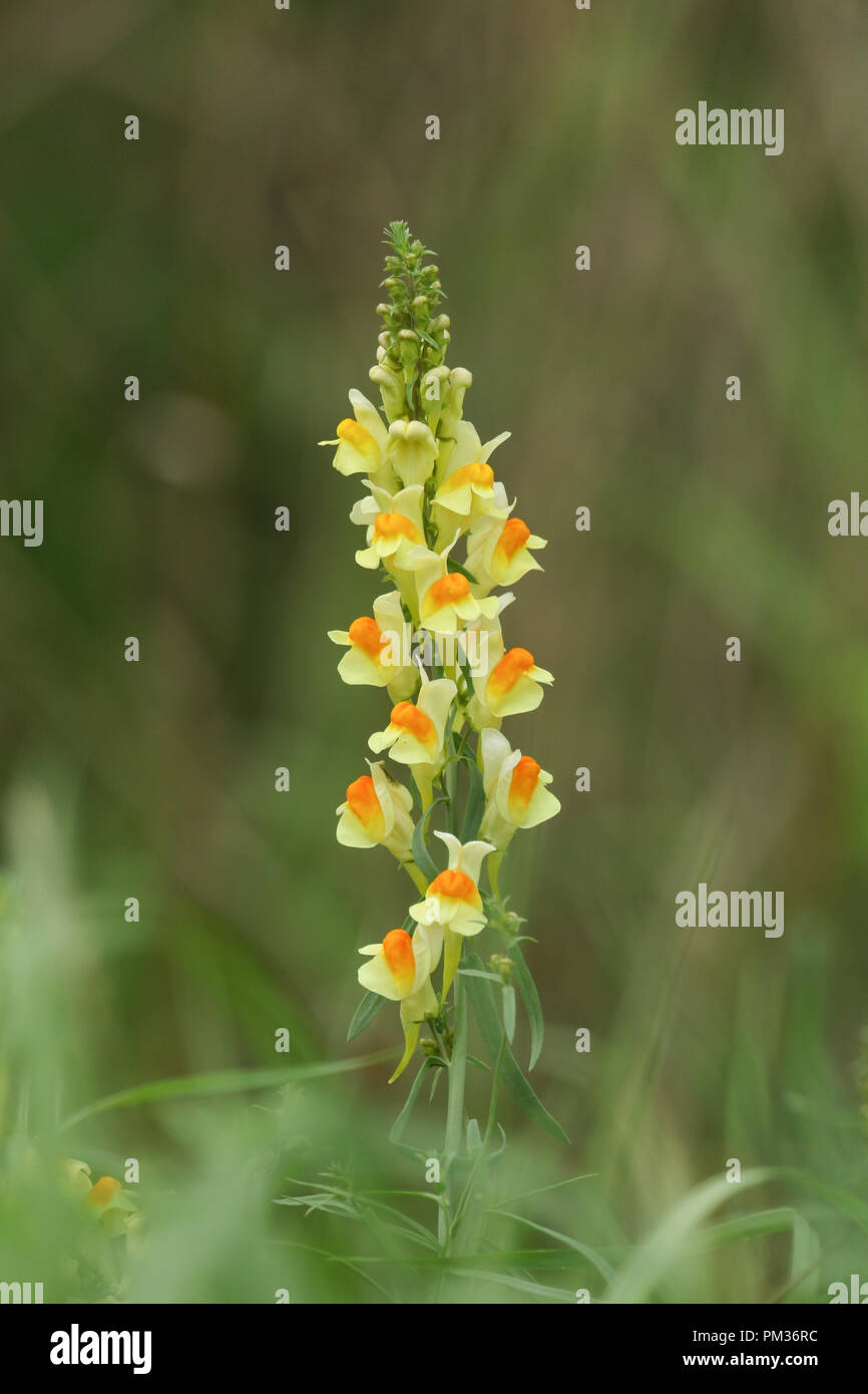 Un bel comune (Toadflax Linaria vulgaris) di fiori selvaggi che crescono in un prato. Foto Stock