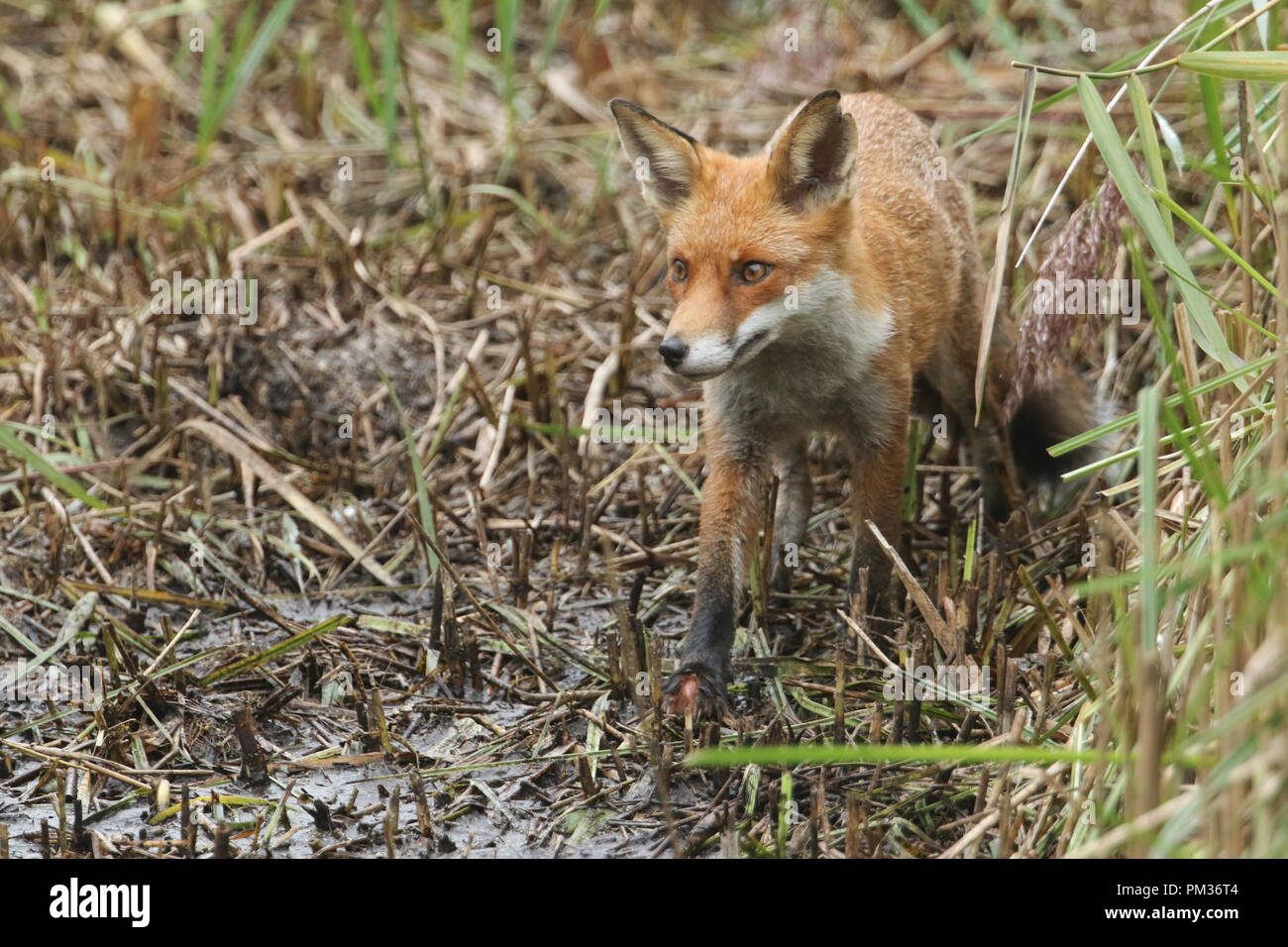 Un bel rosso volpe (Vulpes vulpes) a caccia di cibo in un letto di reed sul bordo di un lago. Foto Stock