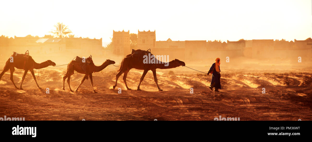 Banner orizzontale con la carovana di cammelli nel deserto del Sahara, Marocco. Autista-berber con tre cammelli dromedario su sunrise sfondo cielo e tradizione Foto Stock