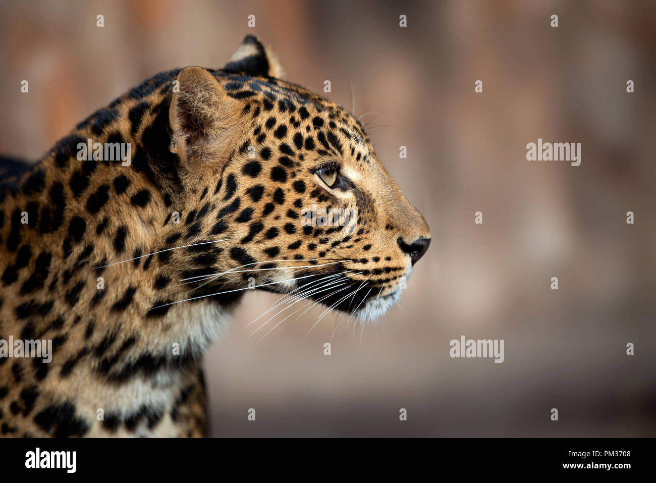 Close up giovani ritratto di Leopard Foto Stock