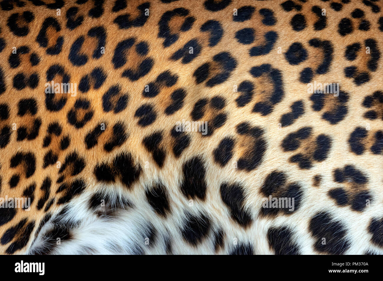 Vera pelle di leopardo fur texture di sfondo Foto Stock
