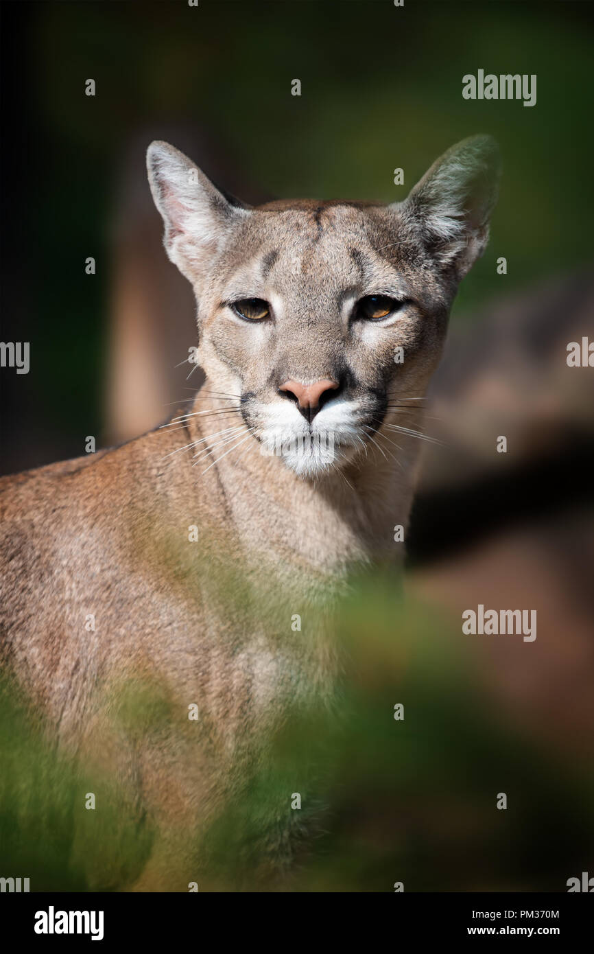Nero Cougar micio