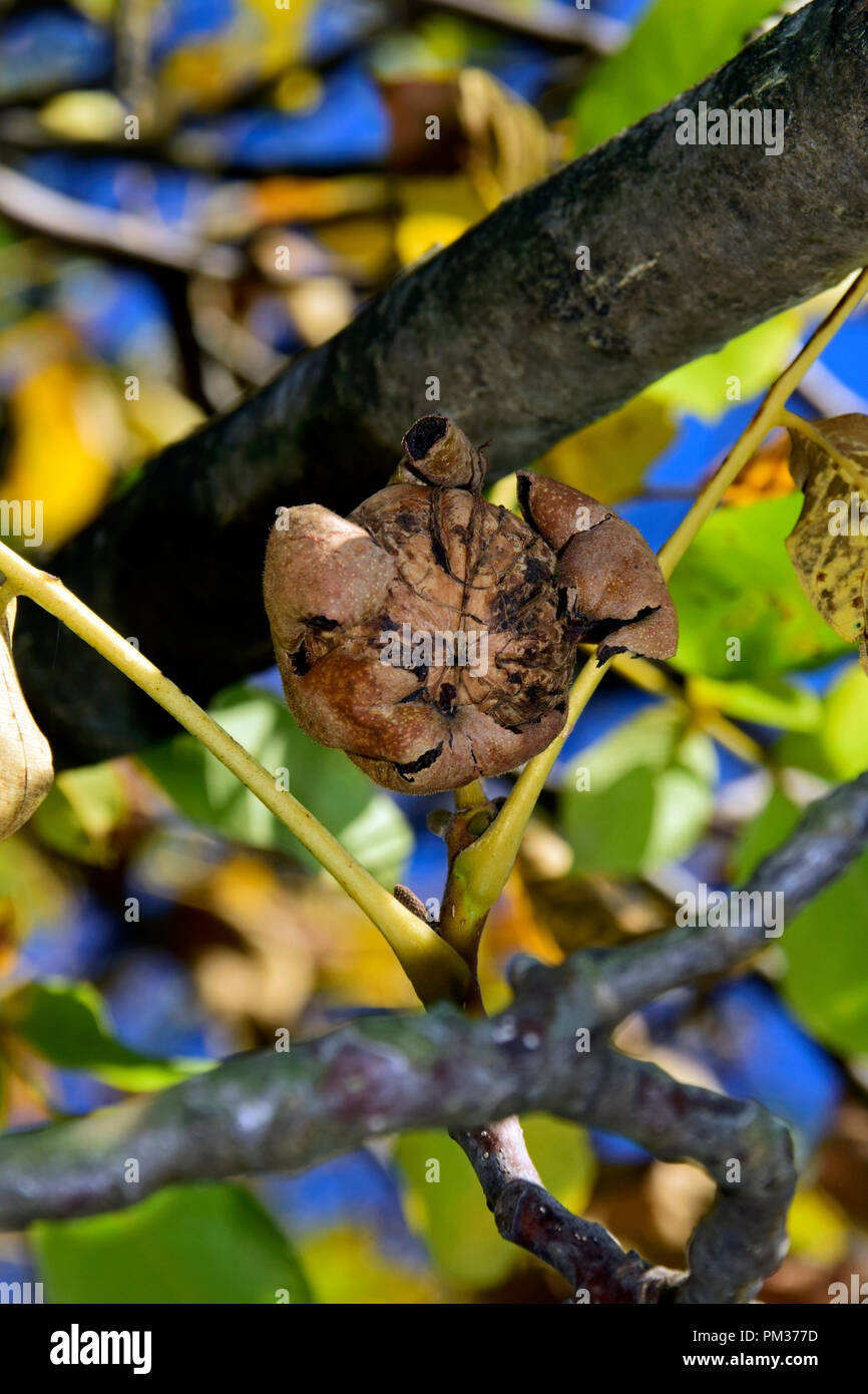 Un pronto per caduta in noce aperto, buccia di colore marrone su un ramoscello in vista ravvicinata con verde, giallo, blu e marrone sfondo fuzzy Foto Stock