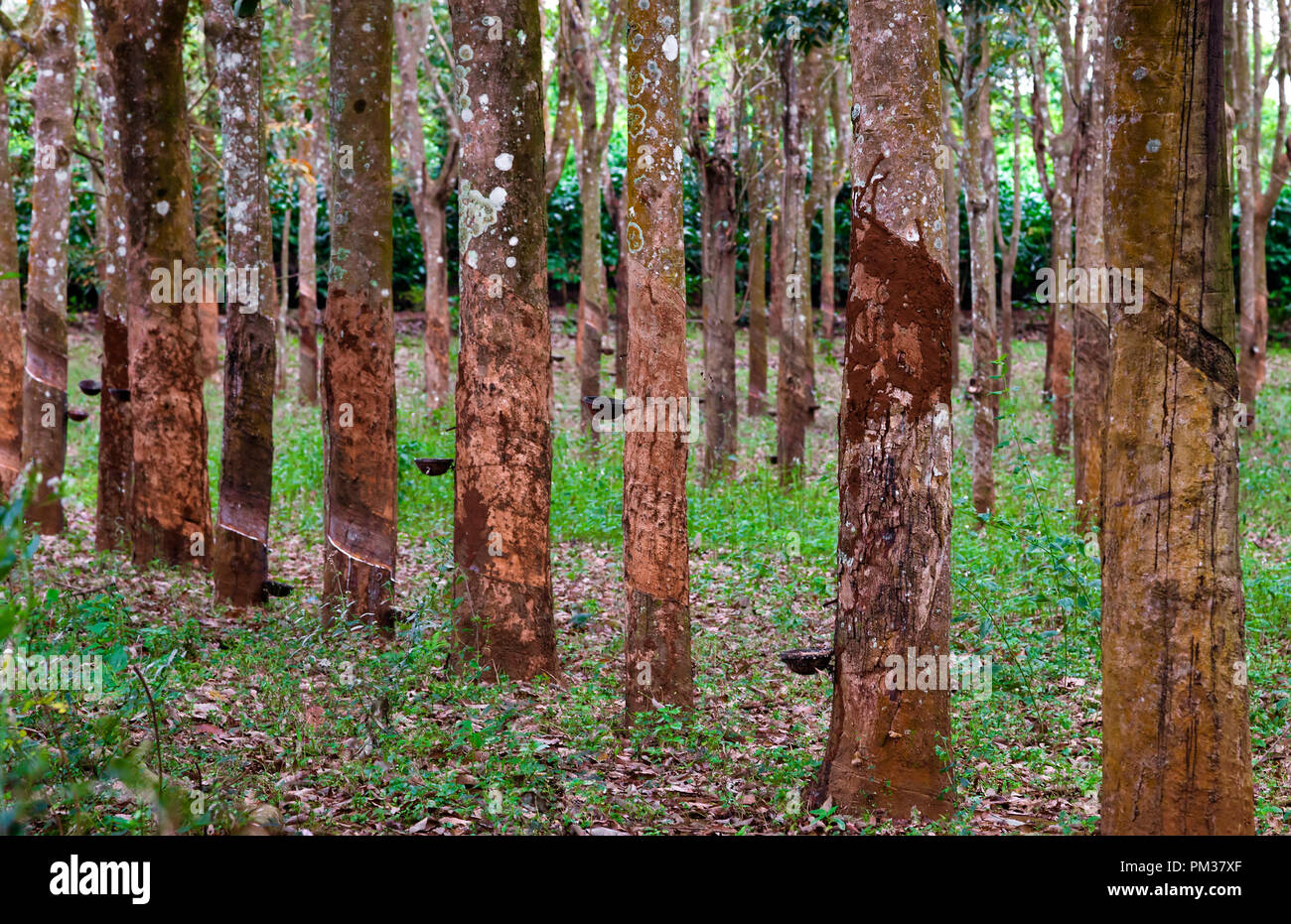 La produzione di caucciù Foto Stock