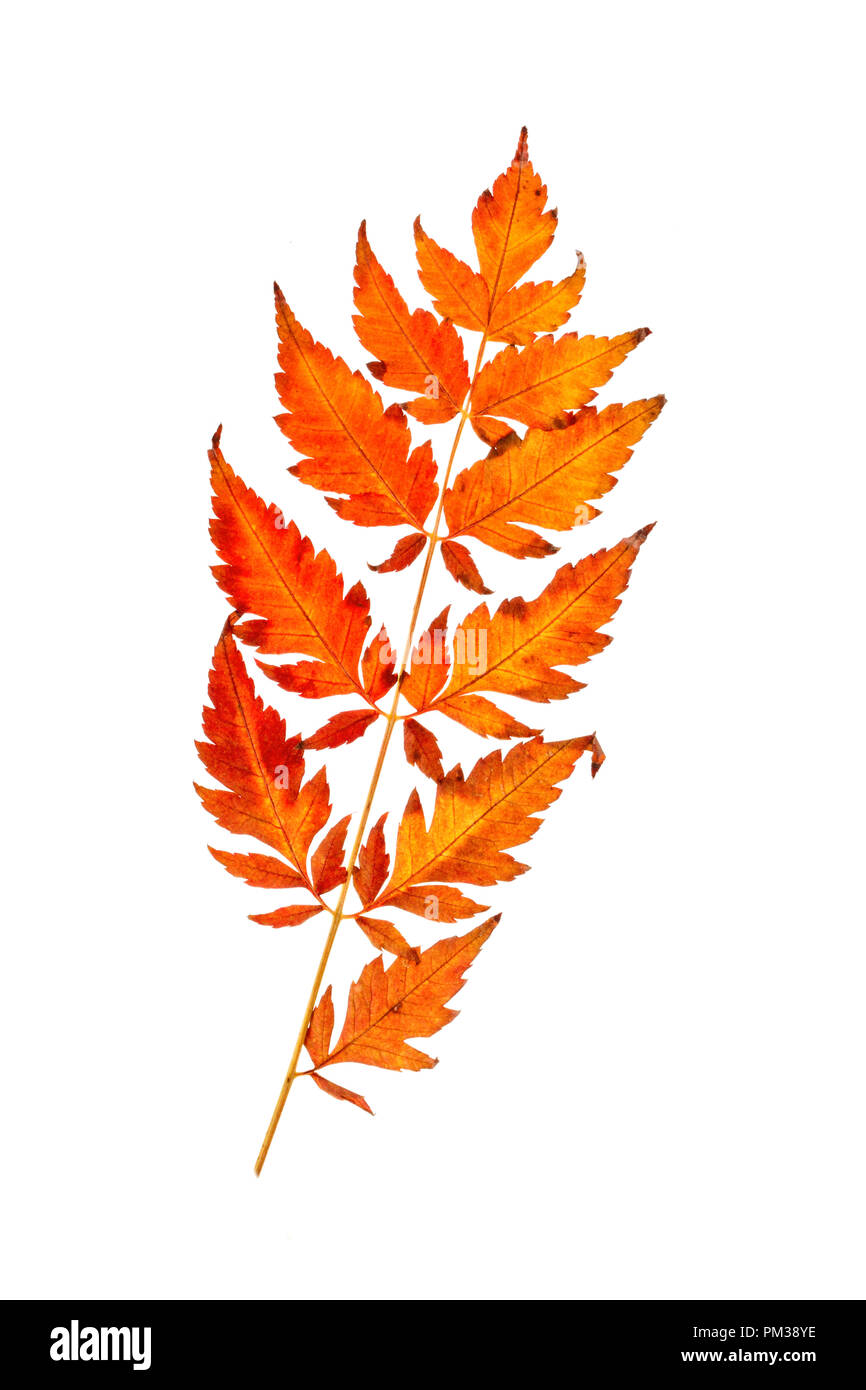 Raccolto fresco di mele. Felice giorno del Ringraziamento. Harvest Festival. Autunno sfondo. Foto Stock