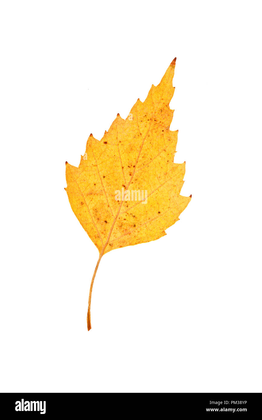 Raccolto fresco di mele. Felice giorno del Ringraziamento. Harvest Festival. Autunno sfondo. Foto Stock