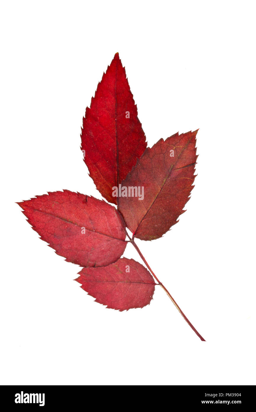 Raccolto fresco di mele. Felice giorno del Ringraziamento. Harvest Festival. Autunno sfondo. Foto Stock