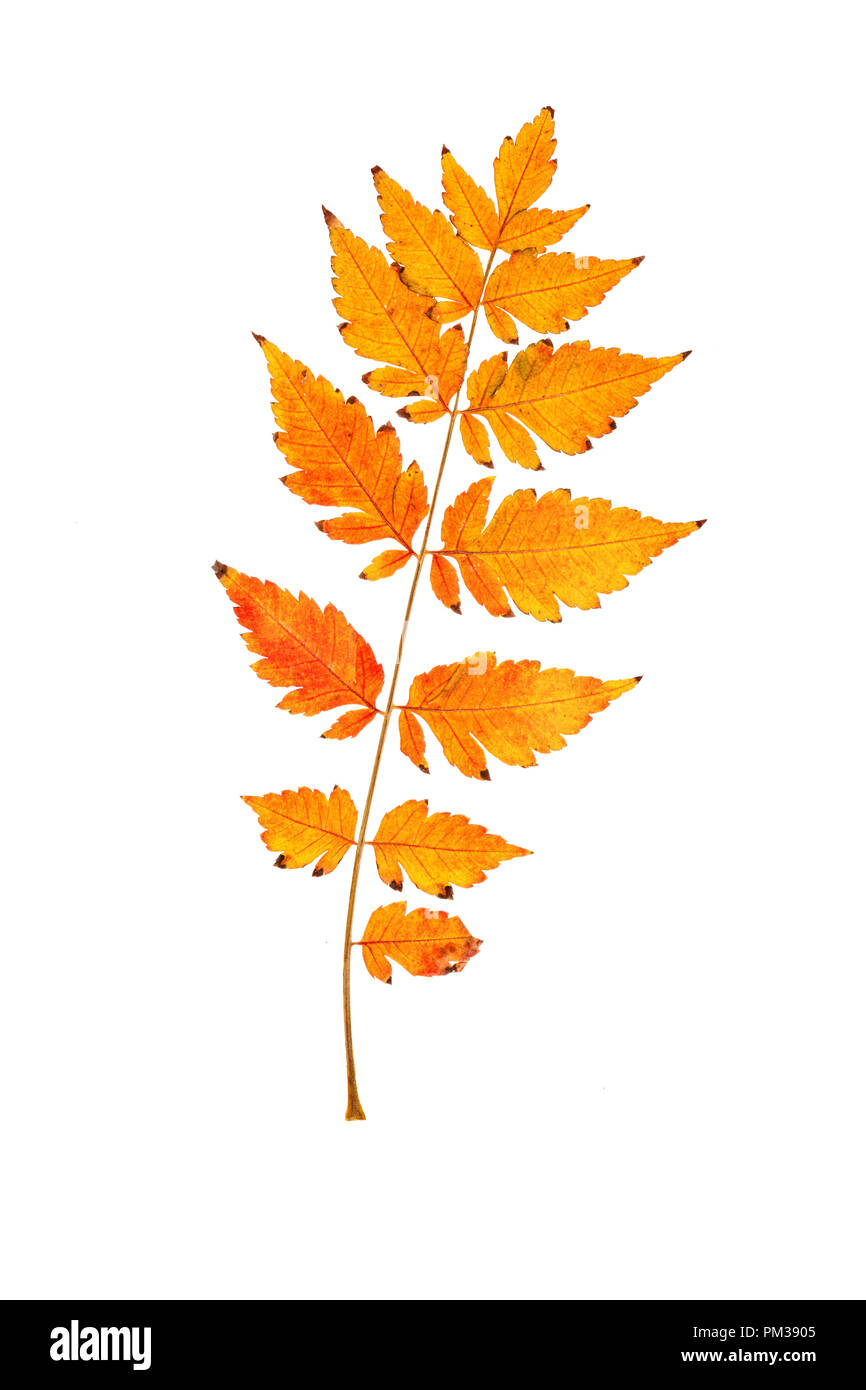 Raccolto fresco di mele. Felice giorno del Ringraziamento. Harvest Festival. Autunno sfondo. Foto Stock