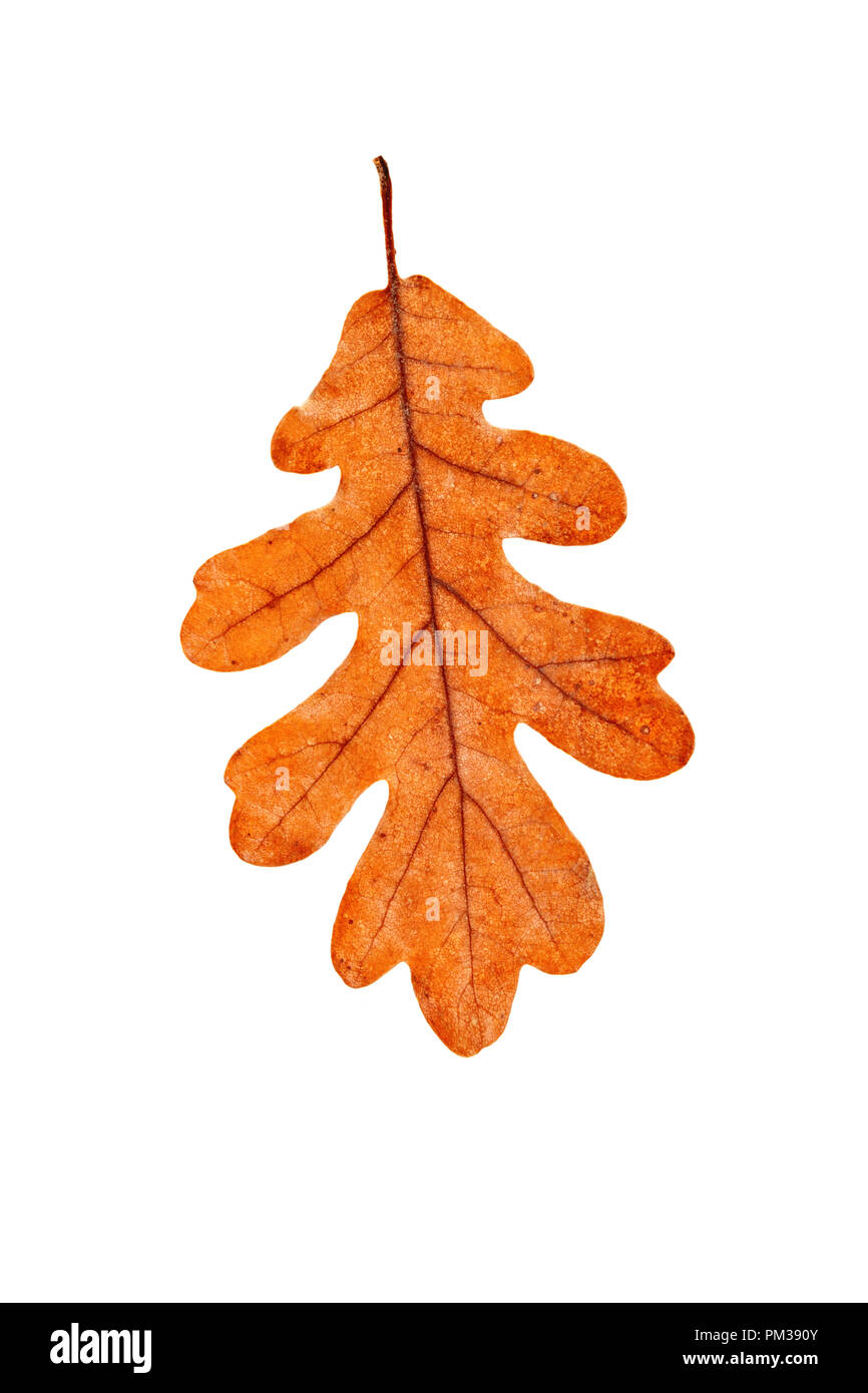 Raccolto fresco di mele. Felice giorno del Ringraziamento. Harvest Festival. Autunno sfondo. Foto Stock