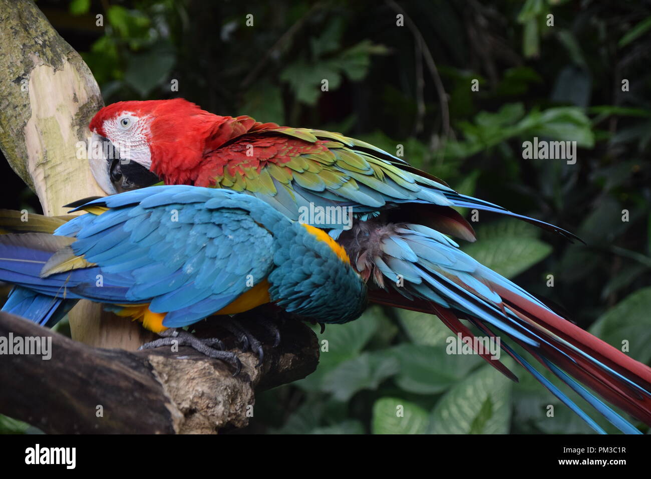 Macaws toelettatura Foto Stock