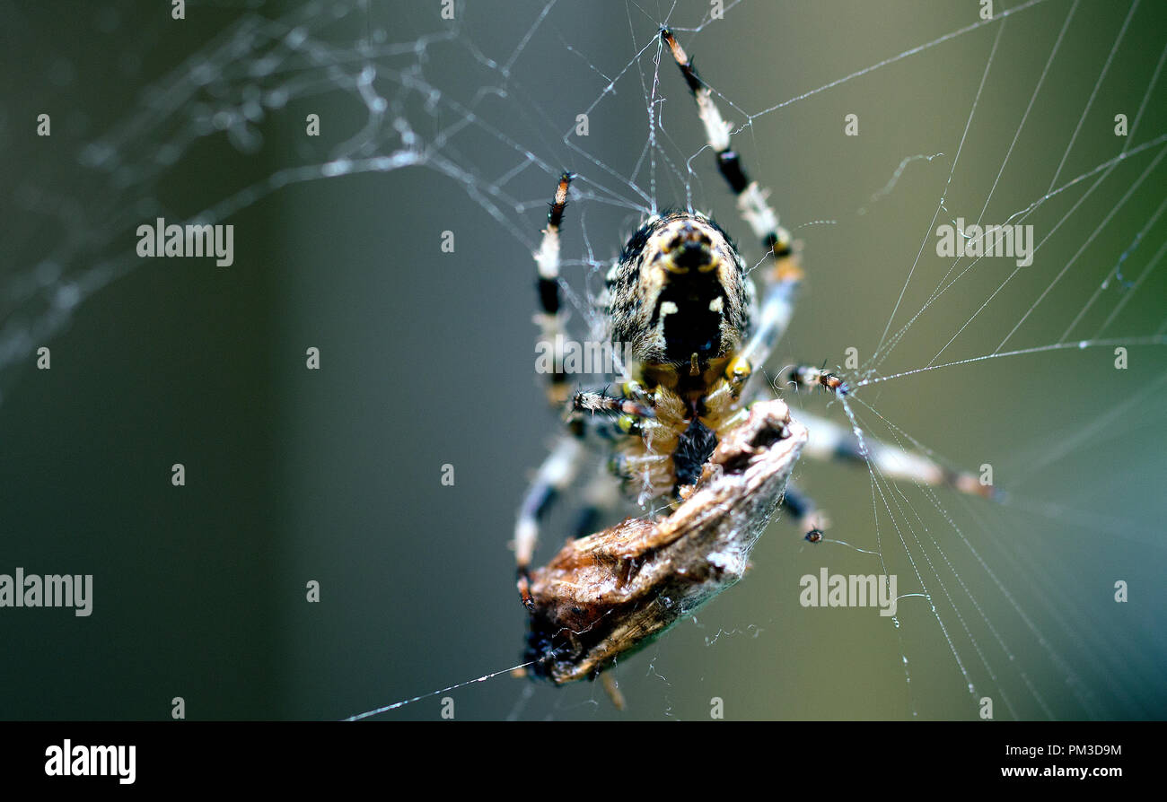 Ragno con preda nel web in giardino suburbano in London Inghilterra England Foto Stock