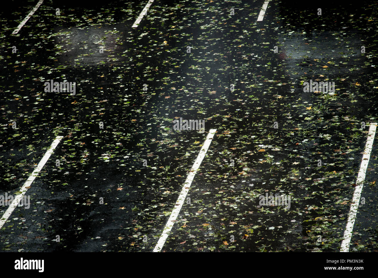Wet parcheggio coperto con foglie Foto Stock