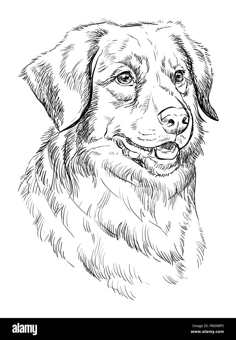 Nova Scotia Duck Tolling Retriever vettore di disegno a mano illustrazione in colore nero isolato su sfondo bianco Illustrazione Vettoriale