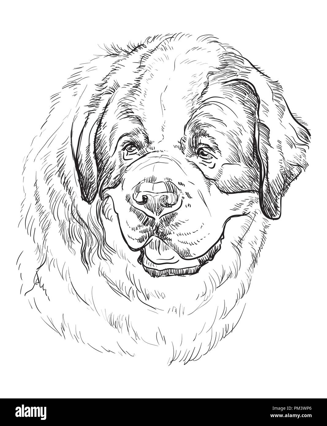 San Bernardo cane vettore di disegno a mano illustrazione in colore nero isolato su sfondo bianco Illustrazione Vettoriale