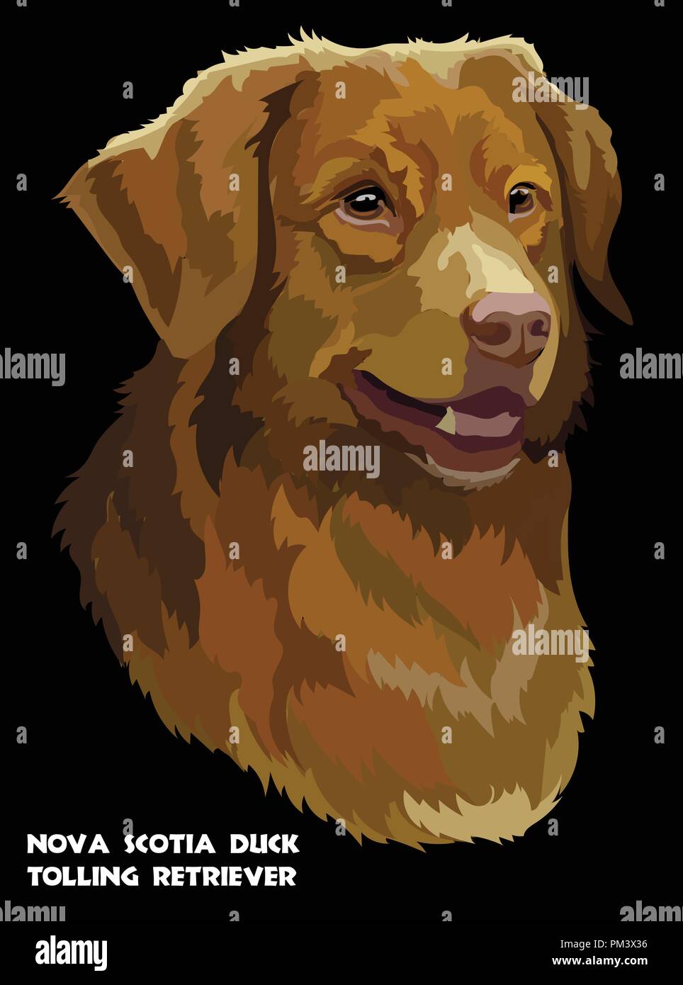 Ritratto colorato di Nova Scotia Duck Tolling Retriever isolato illustrazione vettoriale su sfondo nero Illustrazione Vettoriale