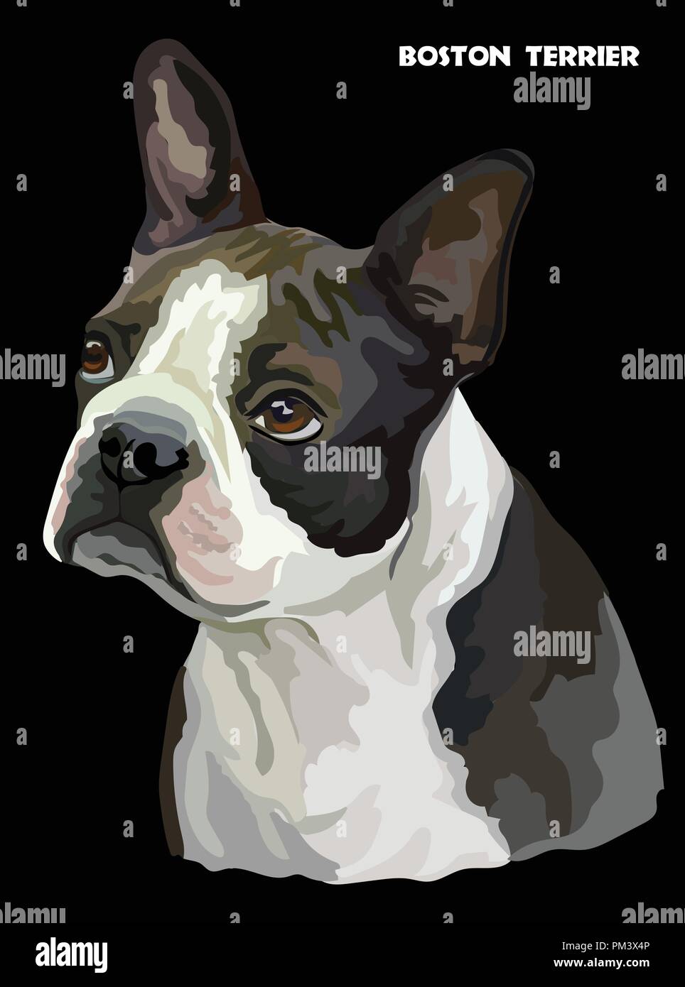 Ritratto colorato di Boston Terrier isolato illustrazione vettoriale su sfondo nero Illustrazione Vettoriale