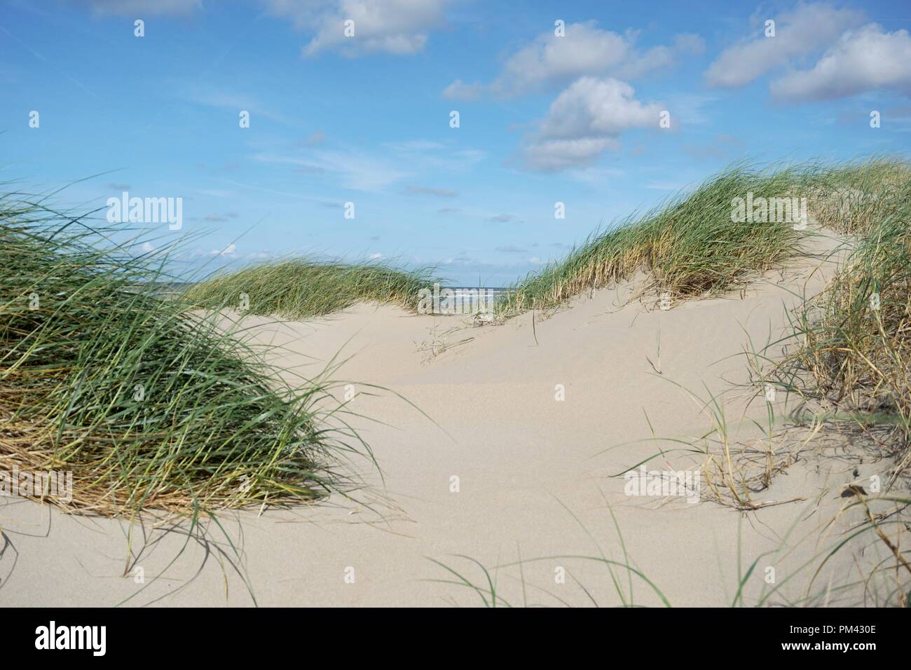 Dune di sabbia con erba a nord mare Foto Stock