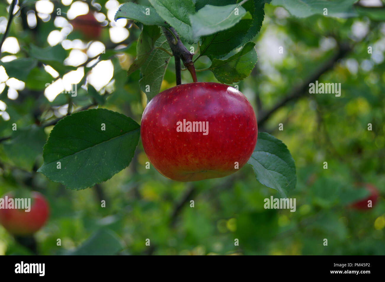 Un rosso succosa mela da un albero. Set di frutti. Foto Stock