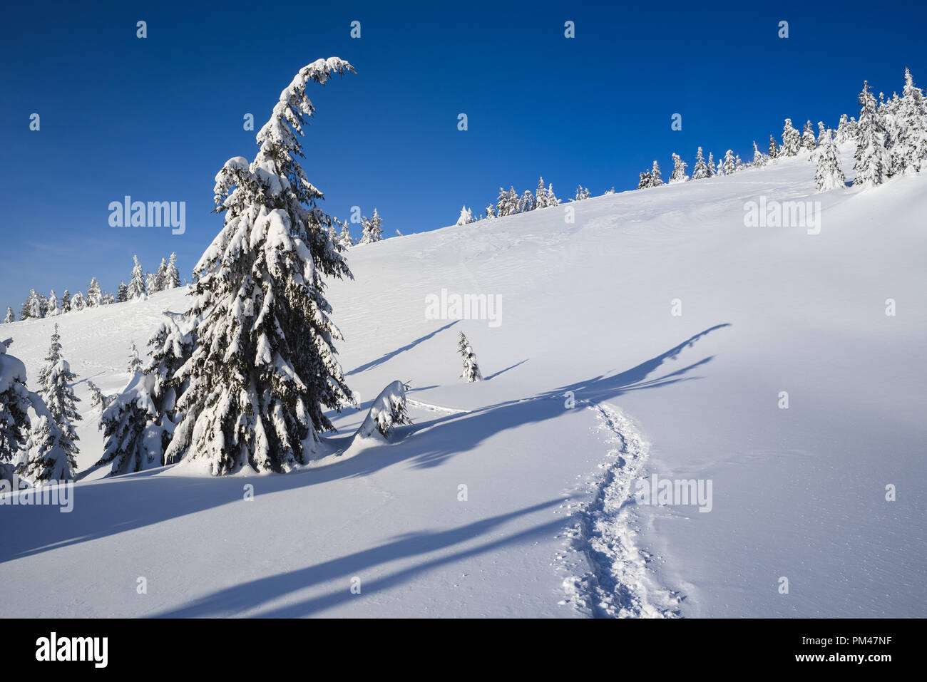 Il tempo in montagna in inverno. Abeti sotto la neve. Una giornata soleggiata con un cielo blu. Vista di natale dopo la nevicata Foto Stock