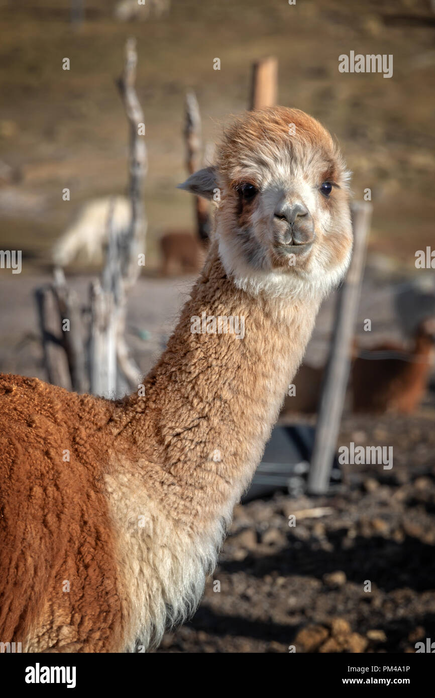 Rosso ritratto di alpaca in Bolivia Foto Stock