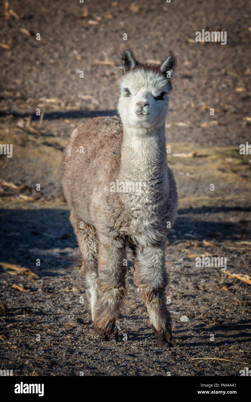 Carino baby alpaca ritratto della lampada in Bolivia Foto Stock