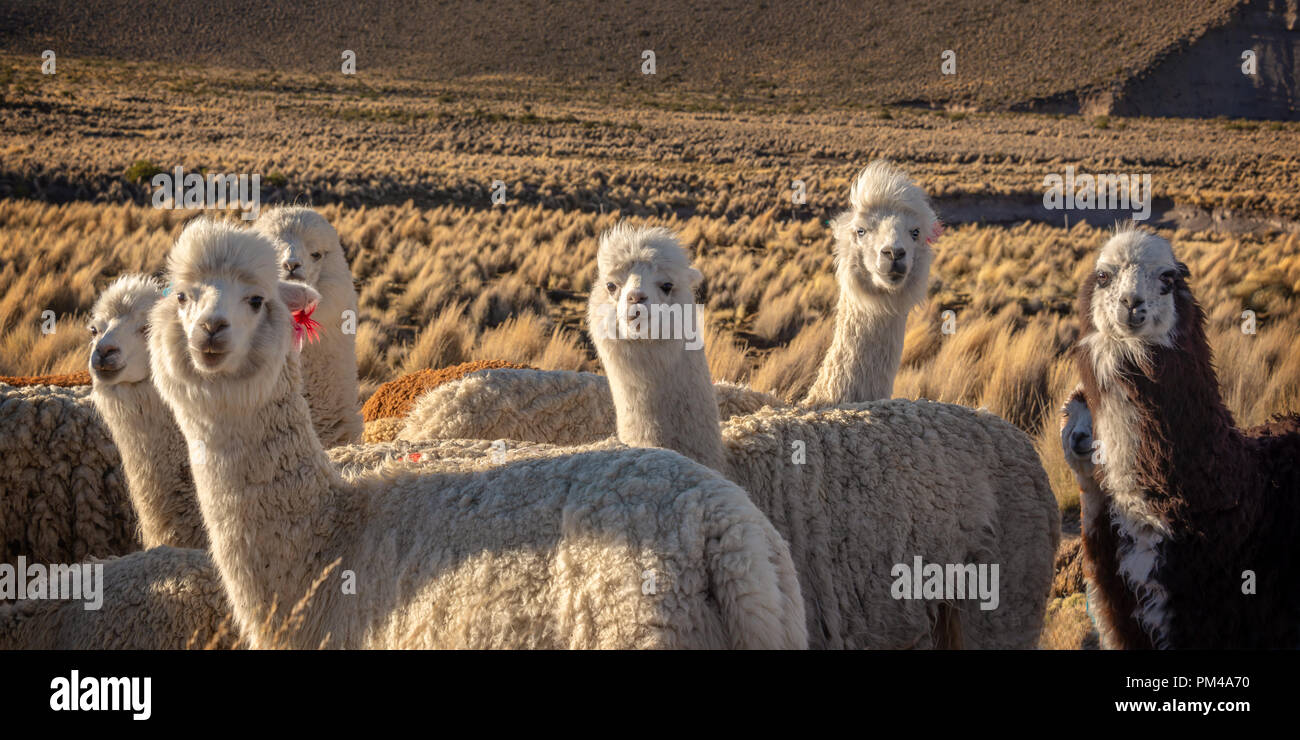 Allevamento di alpaca curioso in Bolivia Foto Stock