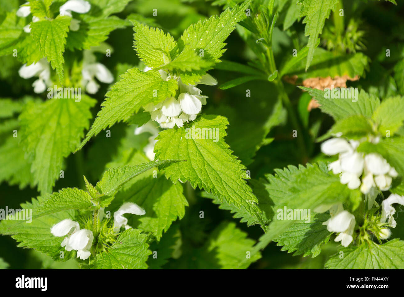 Close up Lamium album bianco fiori di ortica Foto Stock