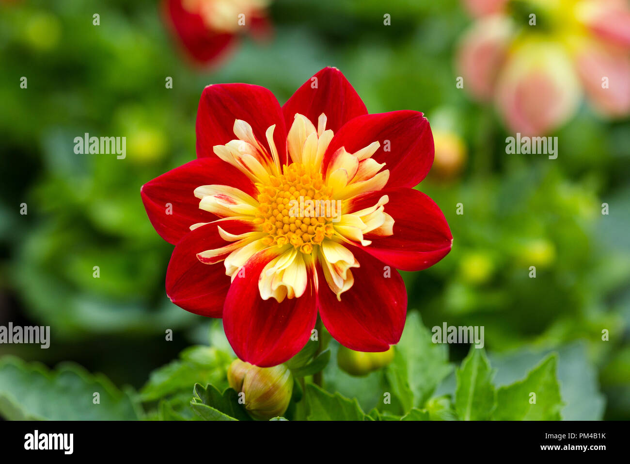 Dahlia Pooh è un tipo Collerette dalia. Foto Stock