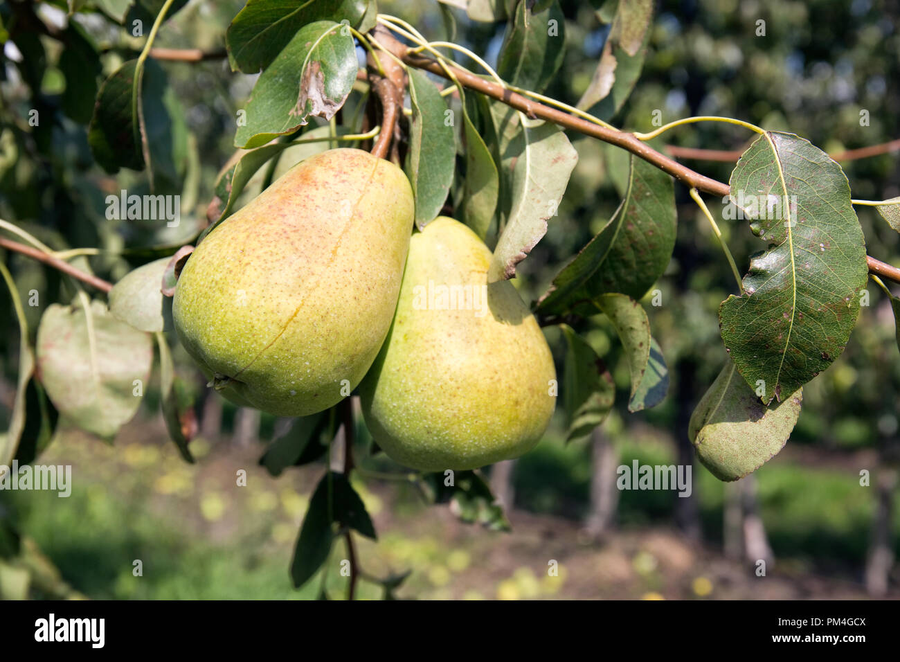 Le coltivazioni di pere in giardino Foto Stock