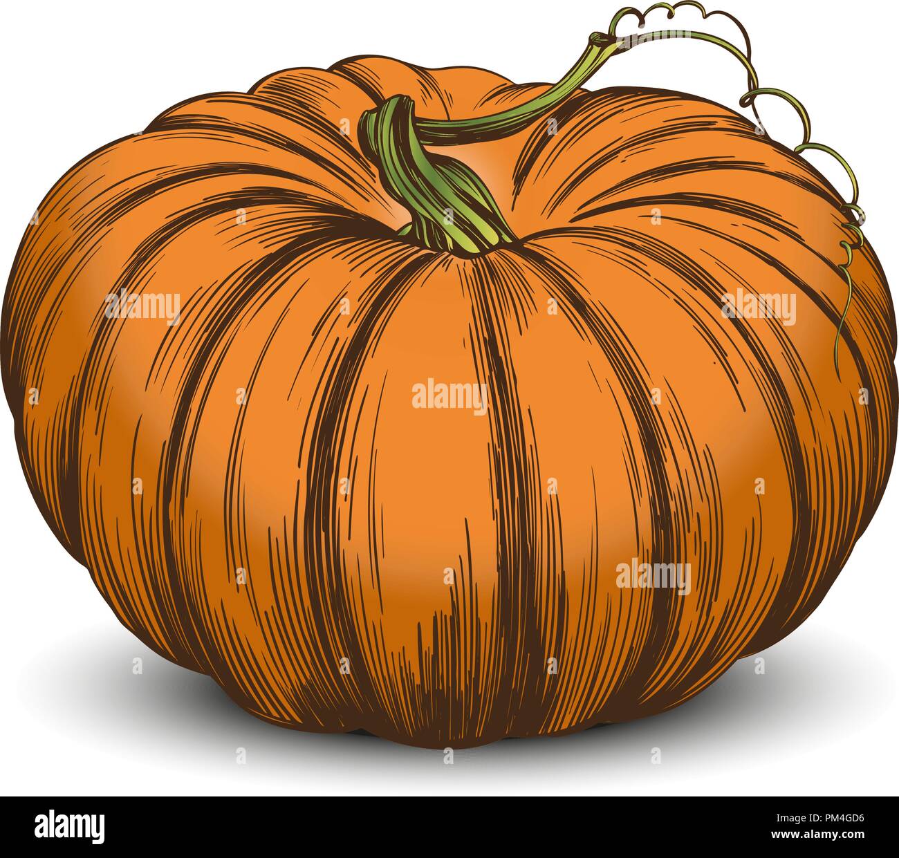 Vegetali di zucca disegnati a mano illustrazione vettoriale disegno realistico Illustrazione Vettoriale