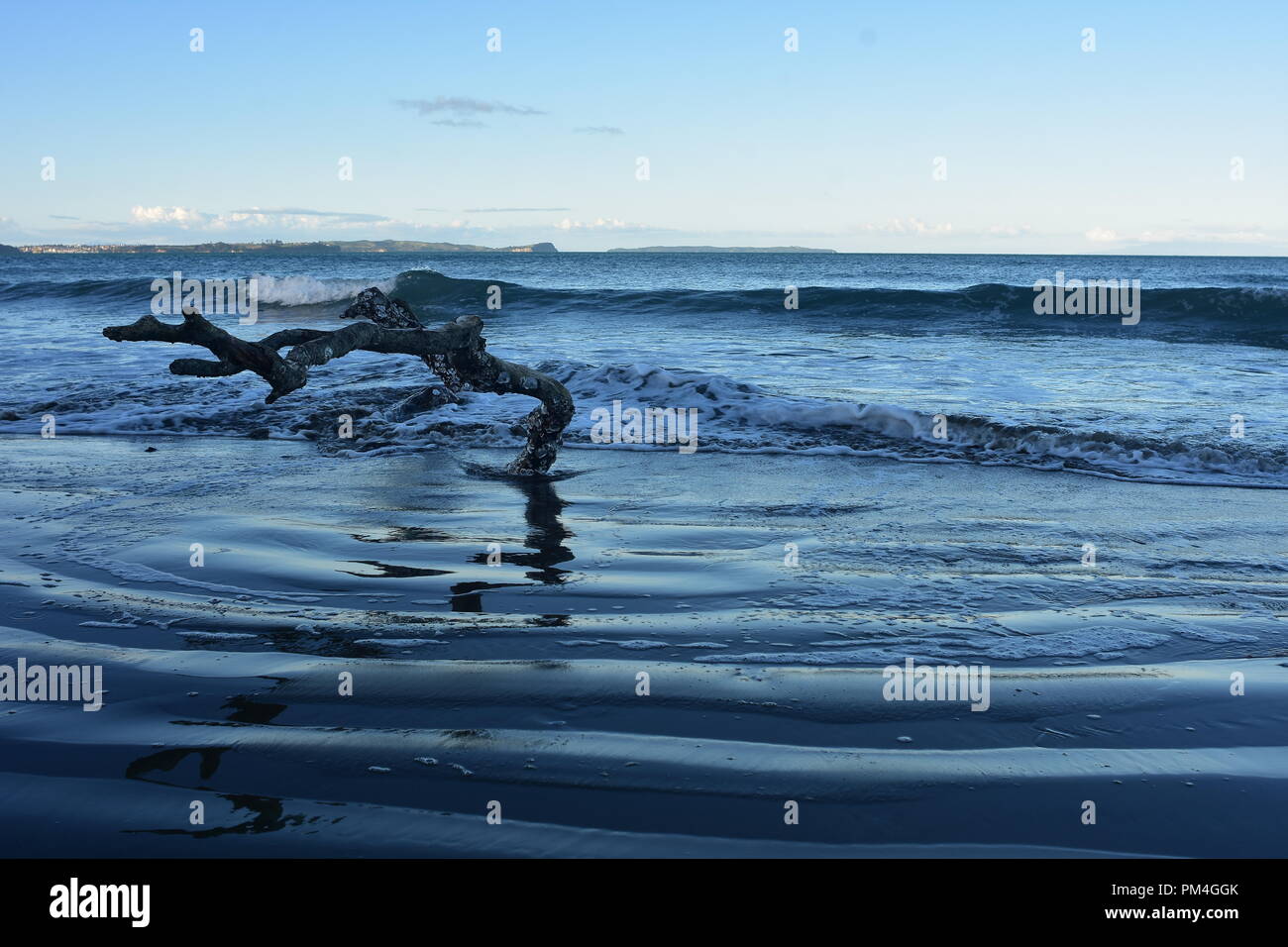 Pezzo di driftwood sulla sabbiosa spiaggia oceanica lavata da surf con strato di schiuma bianca sulla superficie dell'acqua. Foto Stock