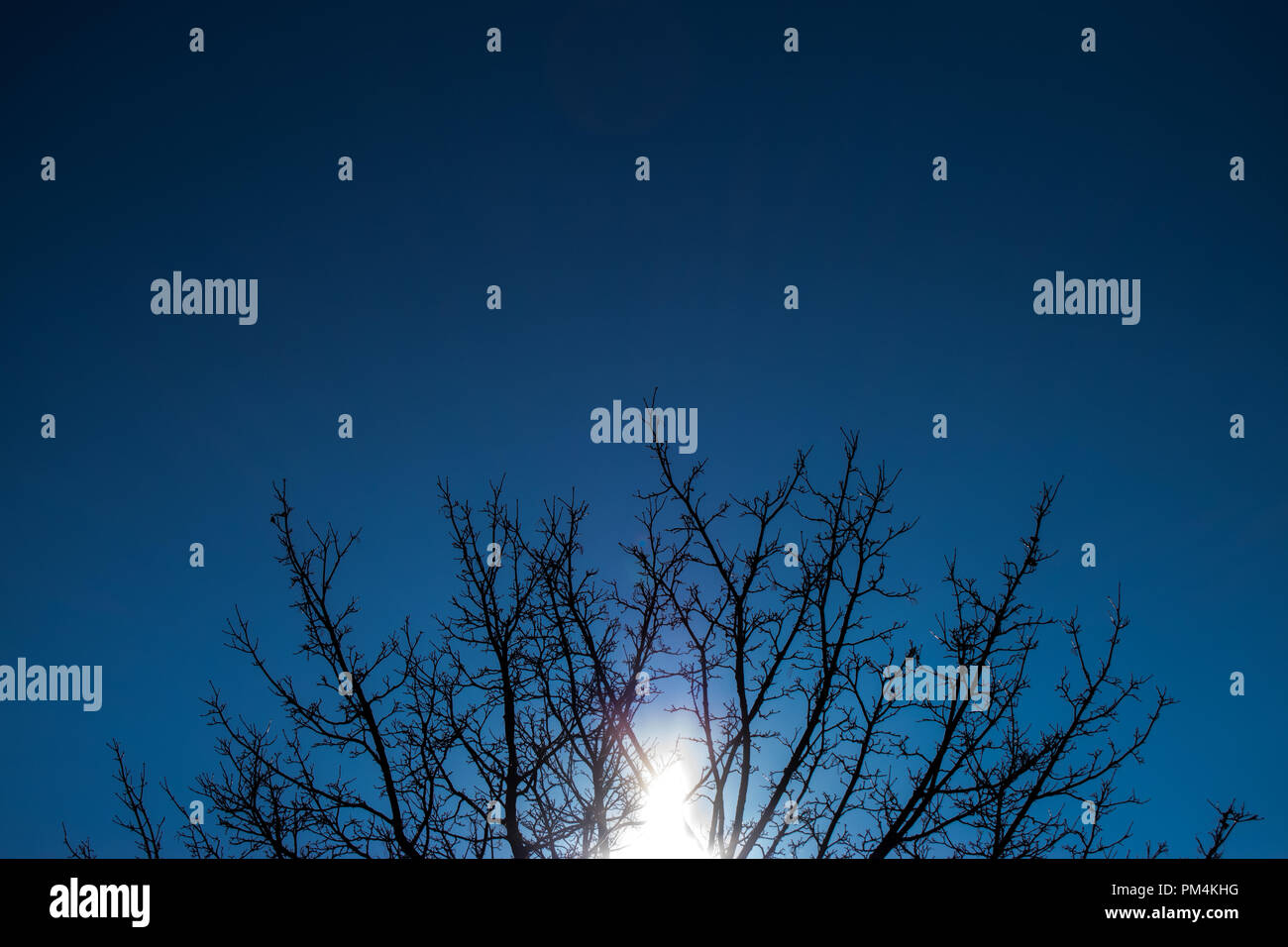 Albero solitario amare il sole e cielo Foto Stock