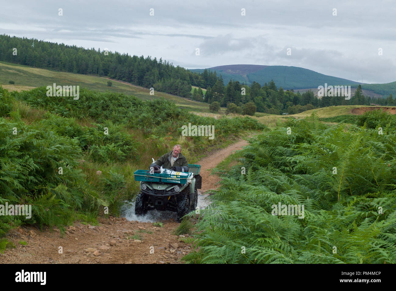 Gillie o guardiacaccia su quad bike nel percorso di Clachnaben, Aberdeenshire in Scozia Foto Stock Gillie o guardiacaccia su quad bike nel percorso di Clachnaben, Aberdeenshire in Scozia Foto Stock