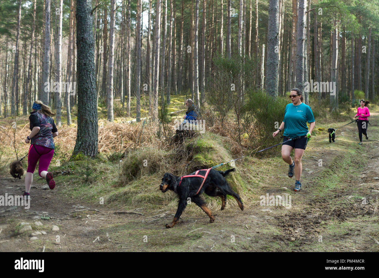 Canicross o Canix corridori e cani sulle vie A Crathes vicino a Banchory Aberdeenshire in Scozia Foto Stock