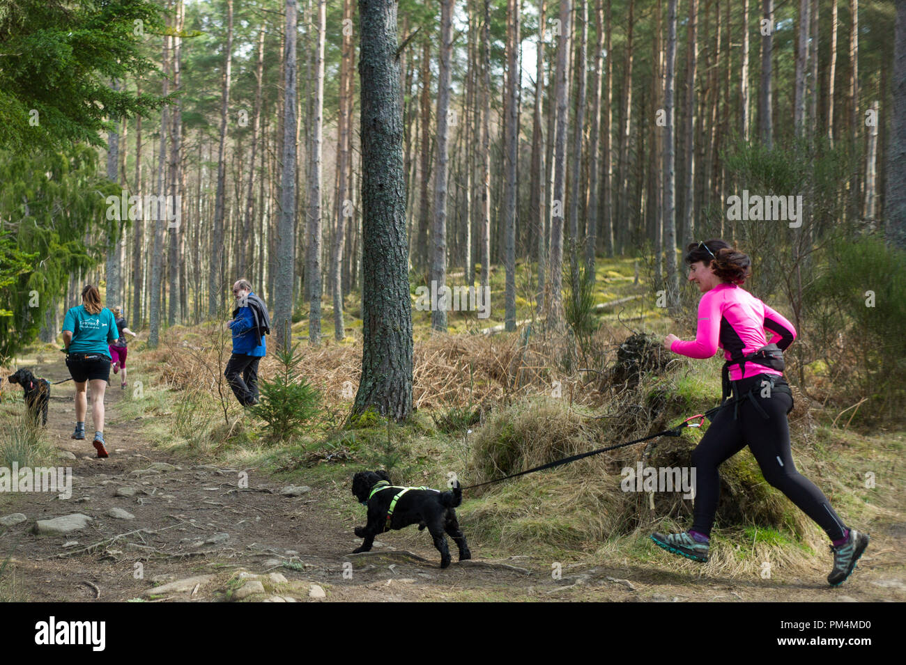 Canicross o Canix corridori e cani sulle vie A Crathes vicino a Banchory Aberdeenshire in Scozia Foto Stock