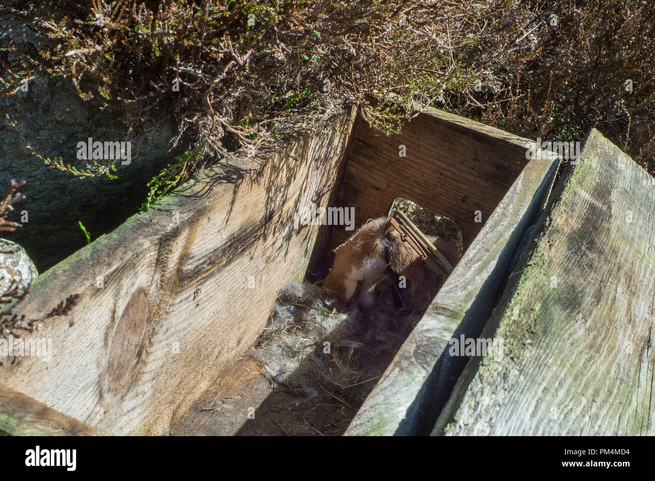 Ermellino catturati in Fenn trappola posizionata in una scatola di legno tunnel sulla tenuta di caccia su Deeside in Aberdeenshire Foto Stock