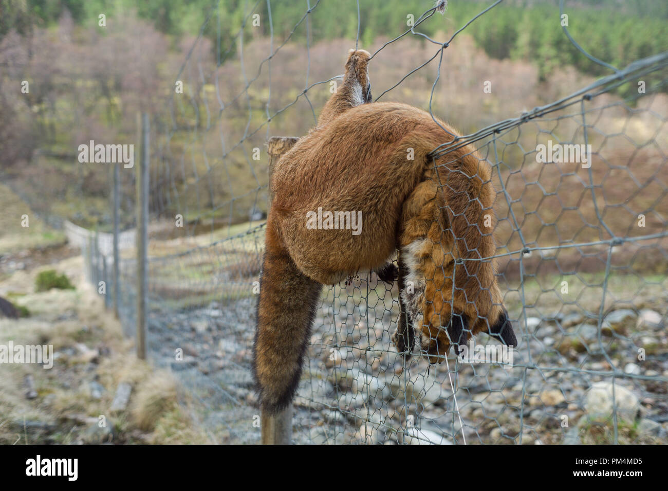 Fox purposly appeso sulla recinzione di cervo. Fissato alla recinzione da gamba sulla tenuta di caccia su Deeside Aberdeenshire in Scozia Foto Stock