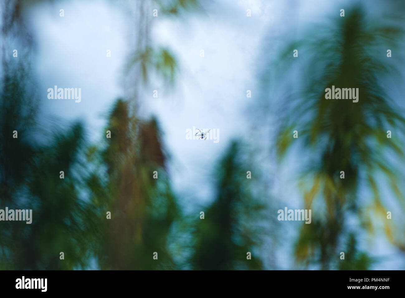 Drone volando sul campo di cannabis osservando e l'acquisizione di immagini Foto Stock