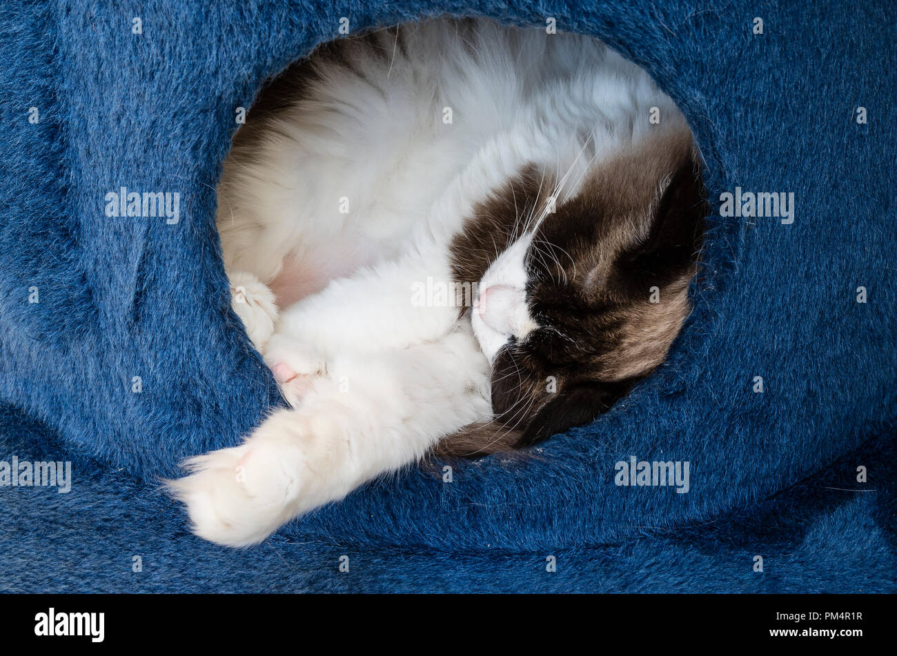 Un pelo di gatto Ragdoll in un rifugio accogliente nel Regno Unito Foto Stock
