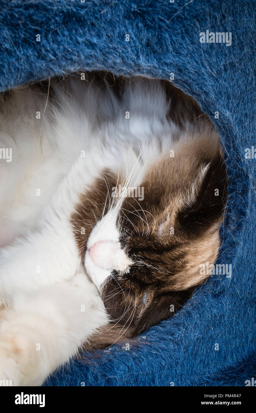 Un pelo di gatto Ragdoll in un rifugio accogliente nel Regno Unito Foto Stock