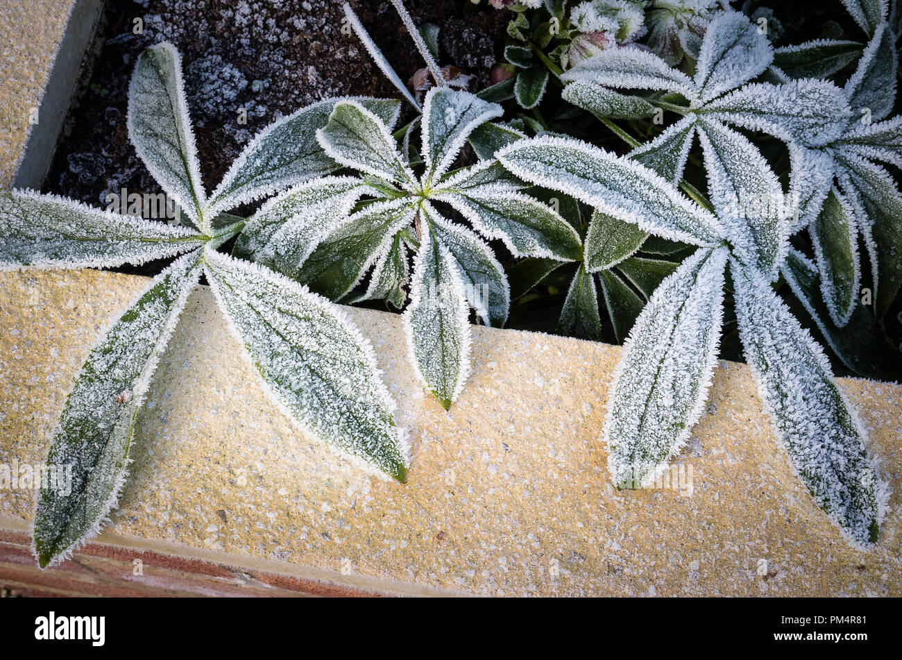 Durante la notte il gelo aggiunge un tocco decorativo a foglie di piante Helleborus in una piantatrice sollevato nel Regno Unito Foto Stock