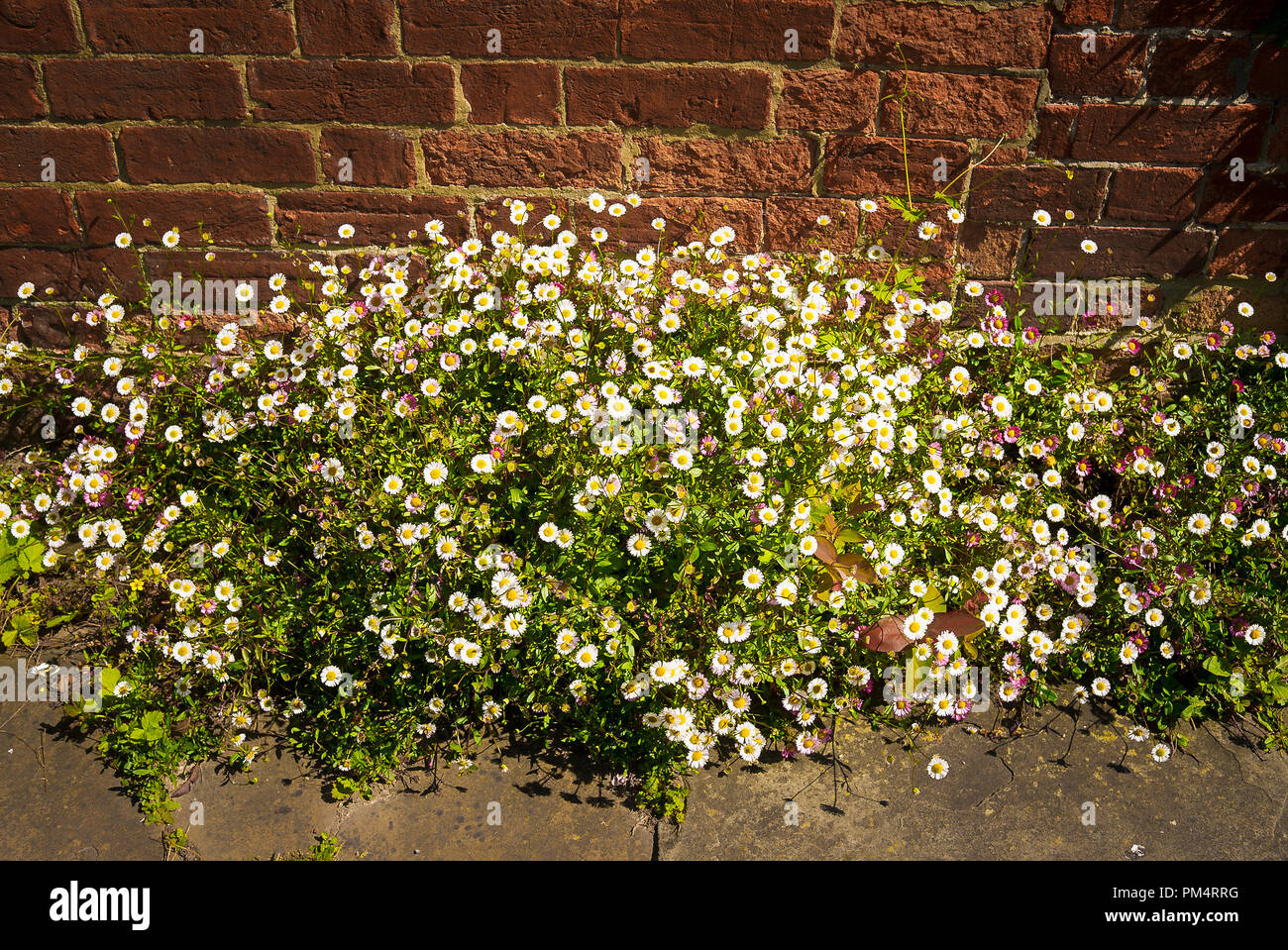 Auto-seminate Erigeron al di fuori di una città cottage in Devizes Wiltshire, Inghilterra REGNO UNITO Foto Stock