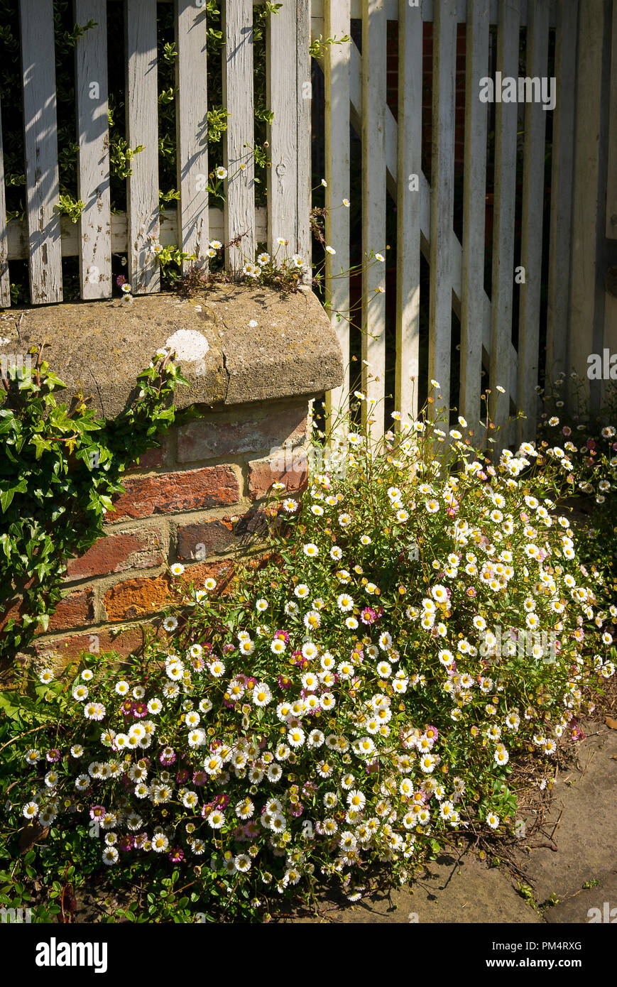 Auto-seminate Erigeron al di fuori di una città cottage in Devizes Wiltshire, Inghilterra UKh Foto Stock
