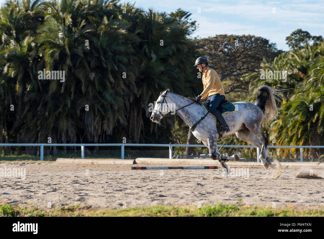 Un pilota su una pezzata cavallo grigio esercizio e preparare per la pratica di dressage in una dedicata area di cavallo entro il Centennial Park, Sydney Australia Foto Stock