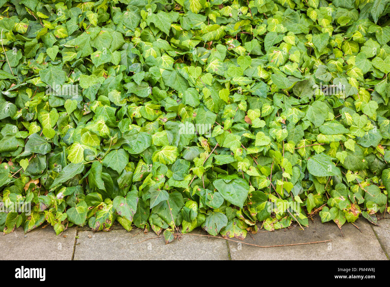 Edera (Hedera) utilizzato come urban design evergreen la copertura del terreno nel Regno Unito Foto Stock